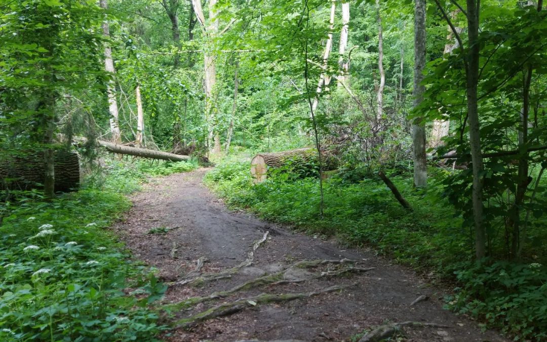 Bialowieza forest